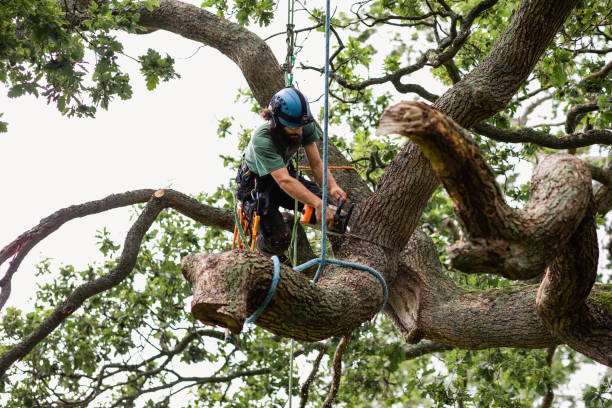  Tariffville, CT Tree Services Pros