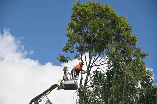 Best Emergency Tree Removal  in Tariffville, CT